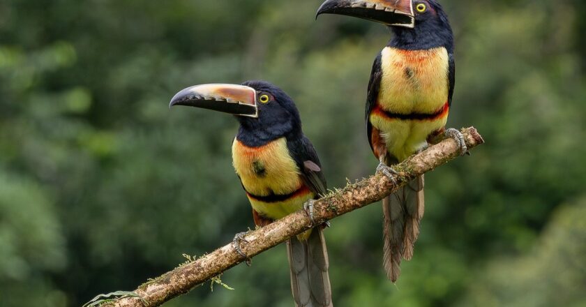 Ceará decreta situação de emergência por tarifaço e amplia mitigação